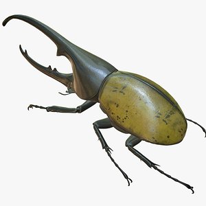 hercules beetle 3d model