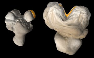 pop corn 3d model