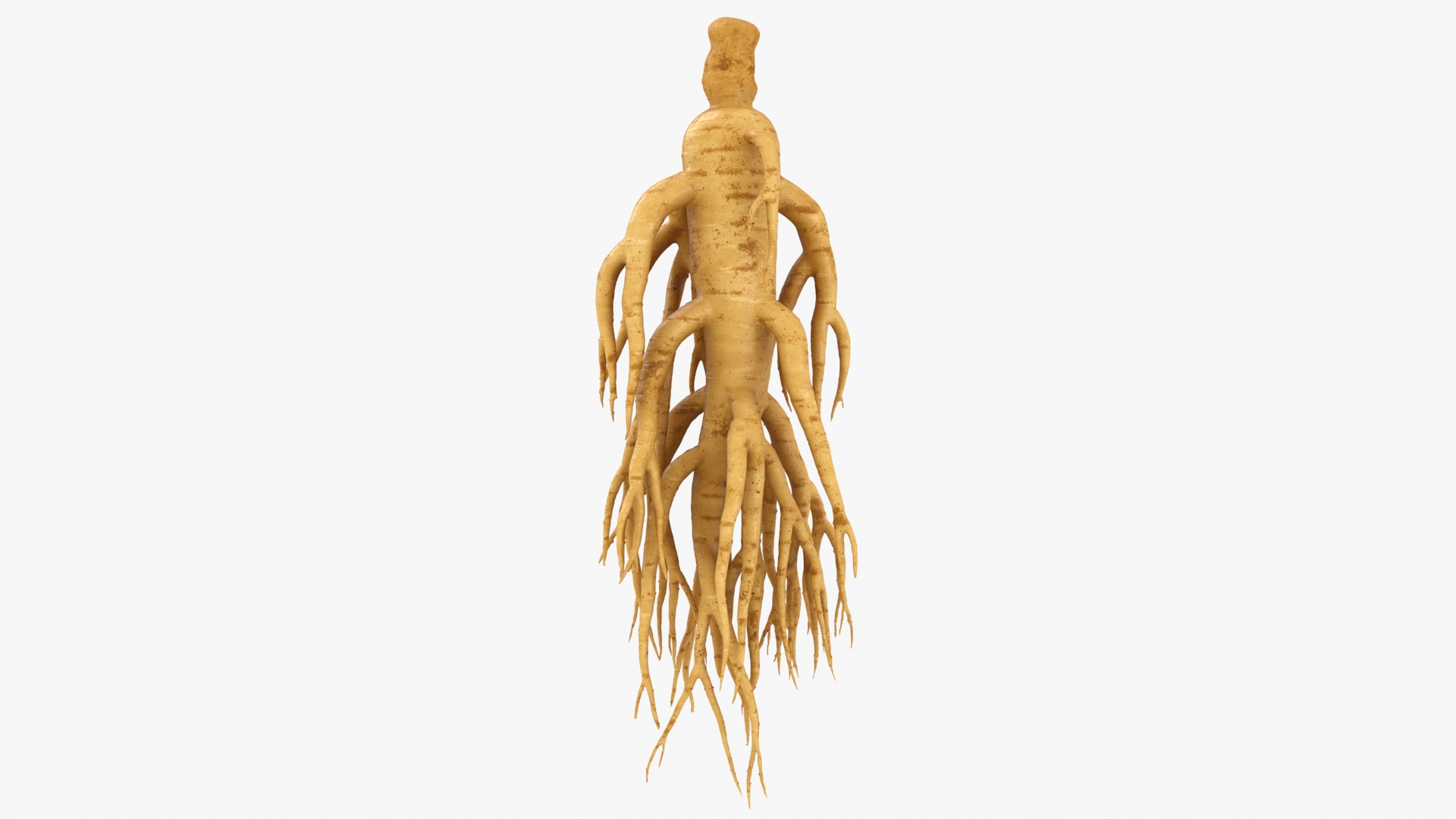 Ginseng Collection model https://p.turbosquid.com/ts-thumb/MF/hSg1NL/14/ginseng02/jpg/1723883606/1920x1080/turn_fit_q99/e33c0d0043a51f25f2d33a432a1083402de73091/ginseng02-1.jpg