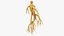Collection Ginseng