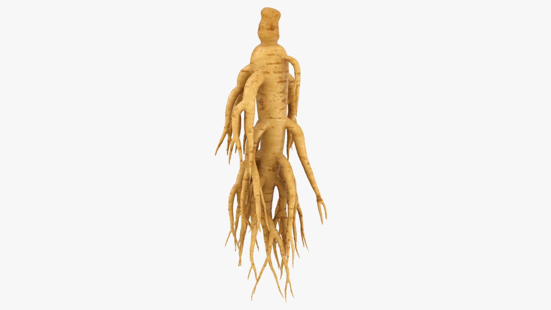 Ginseng Collection model https://p.turbosquid.com/ts-thumb/MF/hSg1NL/Nd/ginseng02_a0001/jpg/1723884037/1920x1080/fit_q87/7fad4677ba3d0279b477f48cfcf2fe1e5881ab04/ginseng02_a0001.jpg