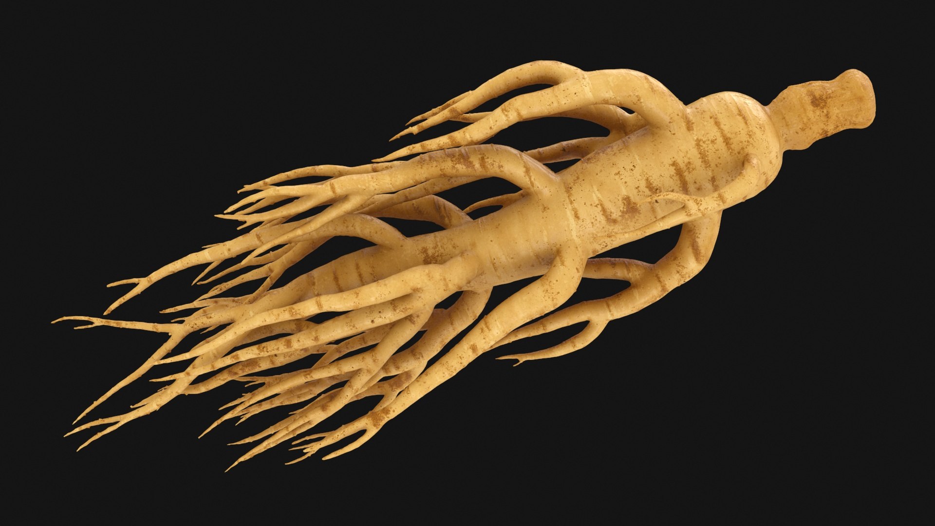 Ginseng Collection model https://p.turbosquid.com/ts-thumb/MF/hSg1NL/Pv/ginseng02_a0002/jpg/1723884036/1920x1080/fit_q87/ce71e20ae0214c5df77e17989d7464b451c8d770/ginseng02_a0002.jpg