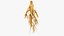 Collection Ginseng