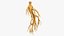 Collection Ginseng