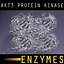AKT3 PROTEIN KINASE