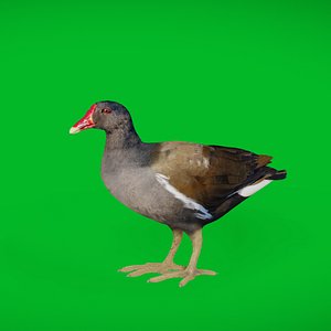Moorhen Water Bird