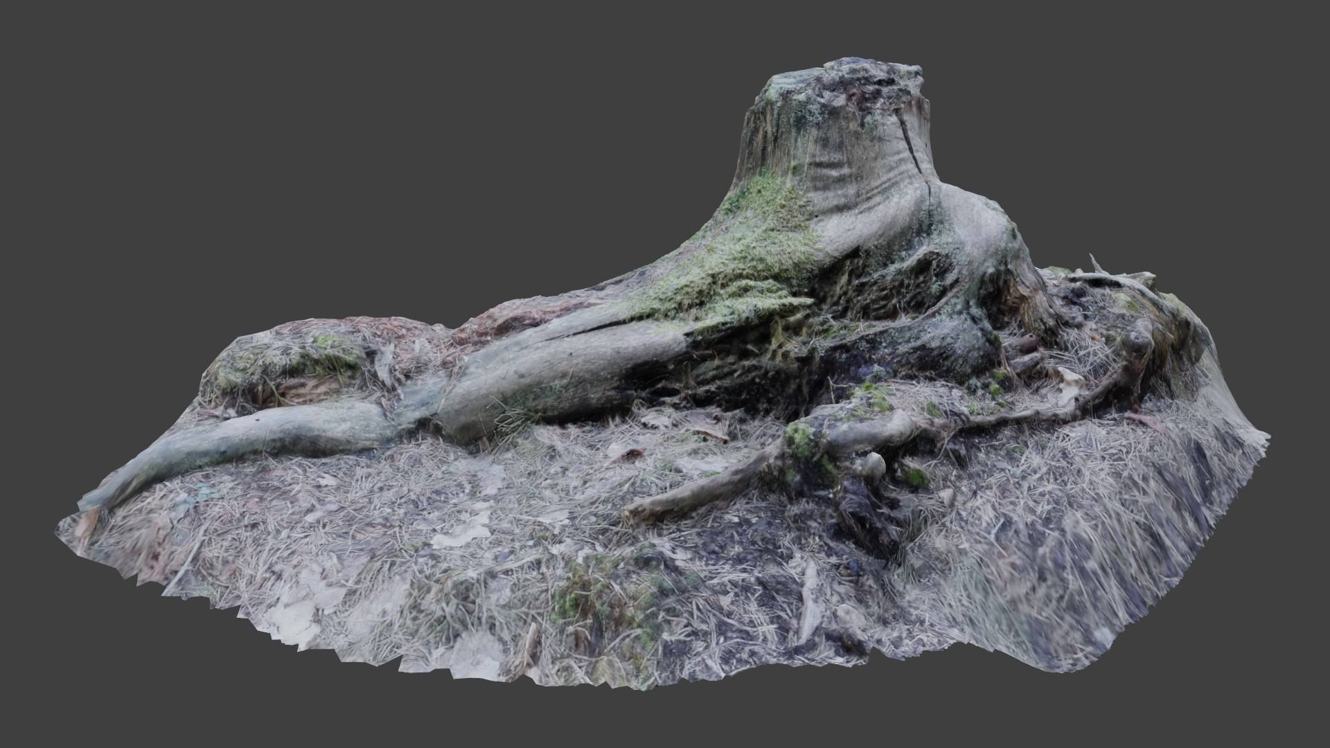3D Scanned Stump Model - TurboSquid 1699322