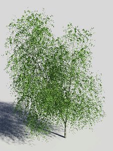 maya birch tree