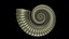 Crioceratites Ammonoid Shell
