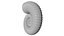Crioceratites Ammonoid Shell