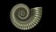 Crioceratites Ammonoid Shell