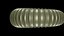 Crioceratites Ammonoid Shell