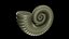 Crioceratites Ammonoid Shell