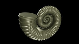 Crioceratites Ammonoid Shell