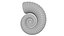 Crioceratites Ammonoid Shell
