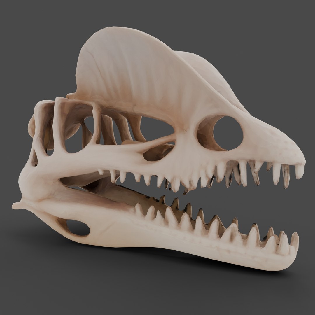 Dino Skull Collection model https://p.turbosquid.com/ts-thumb/MG/7NkUaF/RD/dilophosaurusskull4/jpg/1768718495/1920x1080/fit_q87/fd1ad06f1b161b99c9bb535469aa42bb1a099092/dilophosaurusskull4.jpg