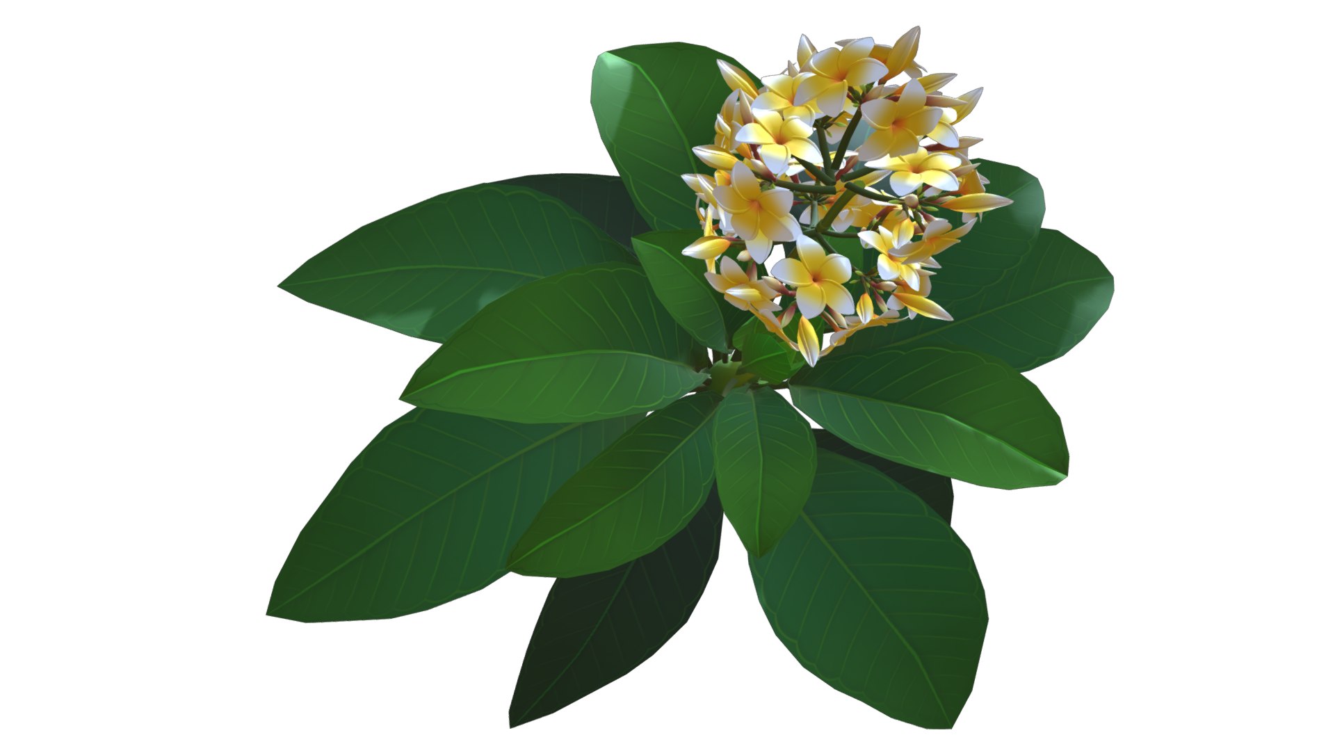 Flower Plumeria model https://p.turbosquid.com/ts-thumb/MG/BzsQ6T/0v/plumeria/png/1696218441/1920x1080/fit_q87/1033a9b0d9588fb423f12763667042611f232c85/plumeria.jpg