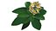 Blumen-Plumeria