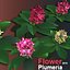 Blumen-Plumeria