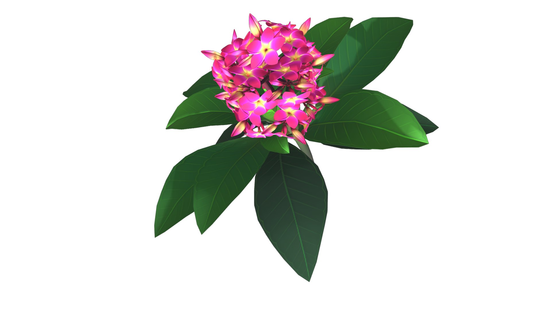 Flower Plumeria model https://p.turbosquid.com/ts-thumb/MG/BzsQ6T/NU/plumeria2/png/1696218438/1920x1080/fit_q87/3236f11460809752cae2700817f0ddf9f3c3ea2e/plumeria2.jpg
