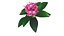 Blumen-Plumeria