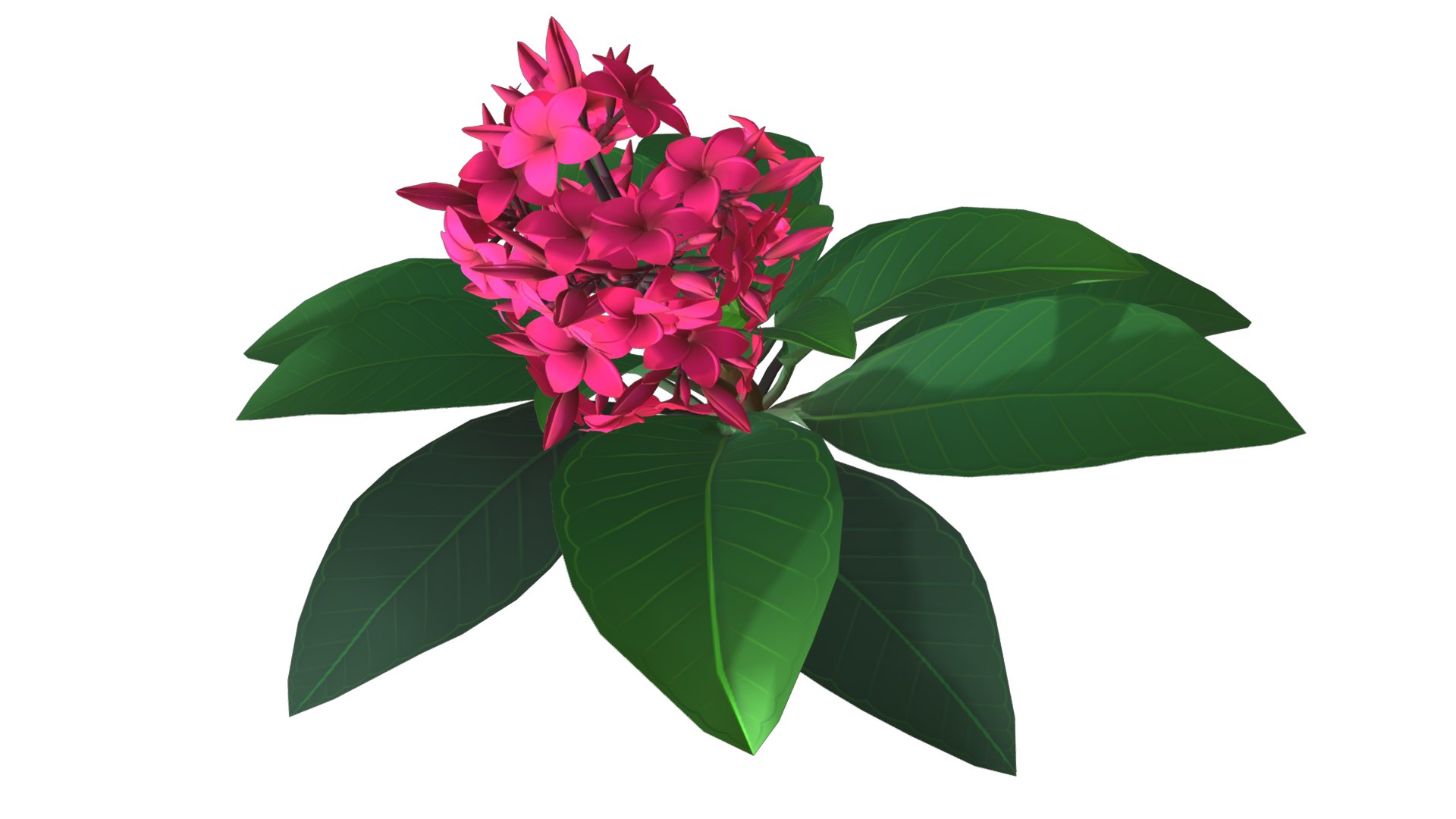 Flower Plumeria model https://p.turbosquid.com/ts-thumb/MG/BzsQ6T/Oc/plumeria1/png/1696218439/1920x1080/fit_q87/c2537b63d0d82d129b2c535d9453716f798c12e8/plumeria1.jpg