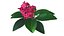 Blumen-Plumeria