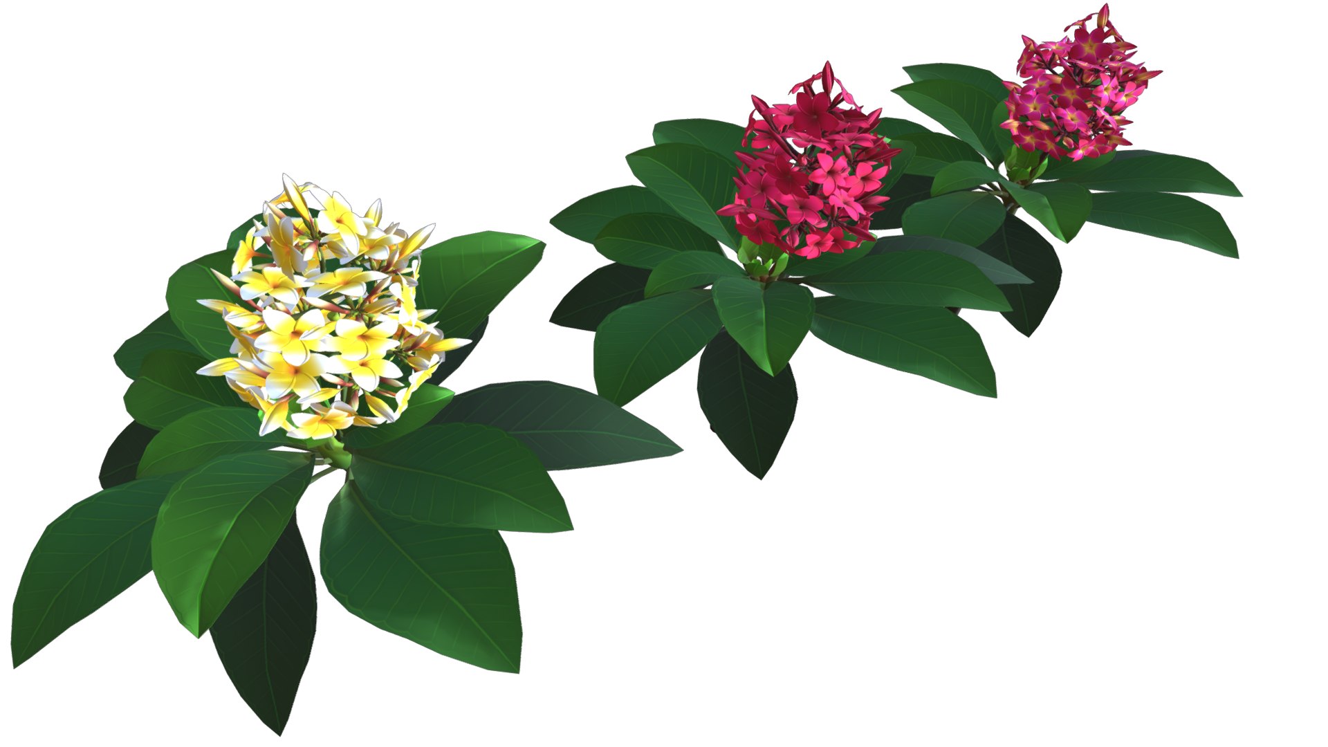 Flower Plumeria model https://p.turbosquid.com/ts-thumb/MG/BzsQ6T/W1/plumeria3/png/1696218440/1920x1080/fit_q87/18471641b76e78e20546e469ddadf454e18c35d0/plumeria3.jpg