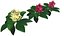 Blumen-Plumeria