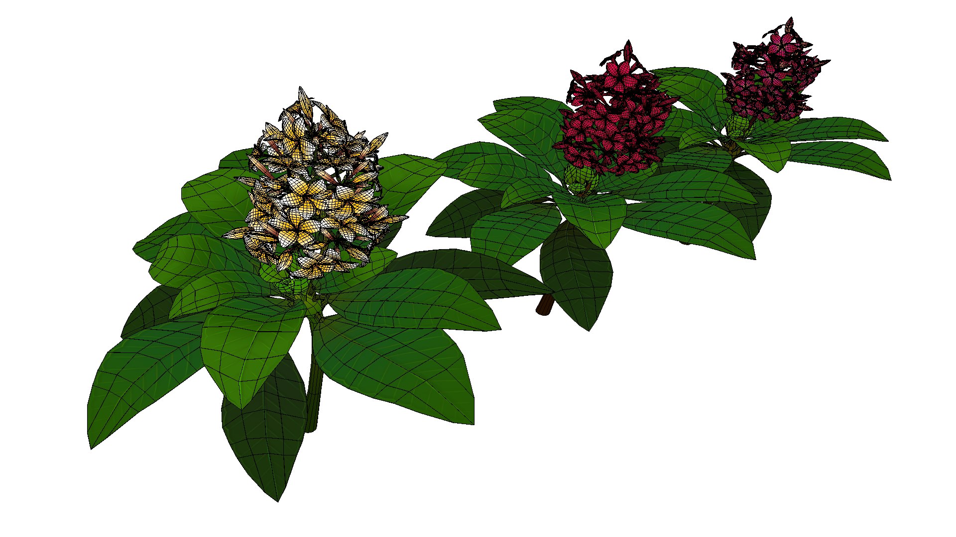 Flower Plumeria model https://p.turbosquid.com/ts-thumb/MG/BzsQ6T/kB/plumeria5/png/1696218440/1920x1080/fit_q87/bf32379d33918c9c5cb07fa774275216844a353f/plumeria5.jpg