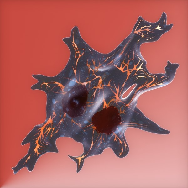 fibroblast cell 3d model