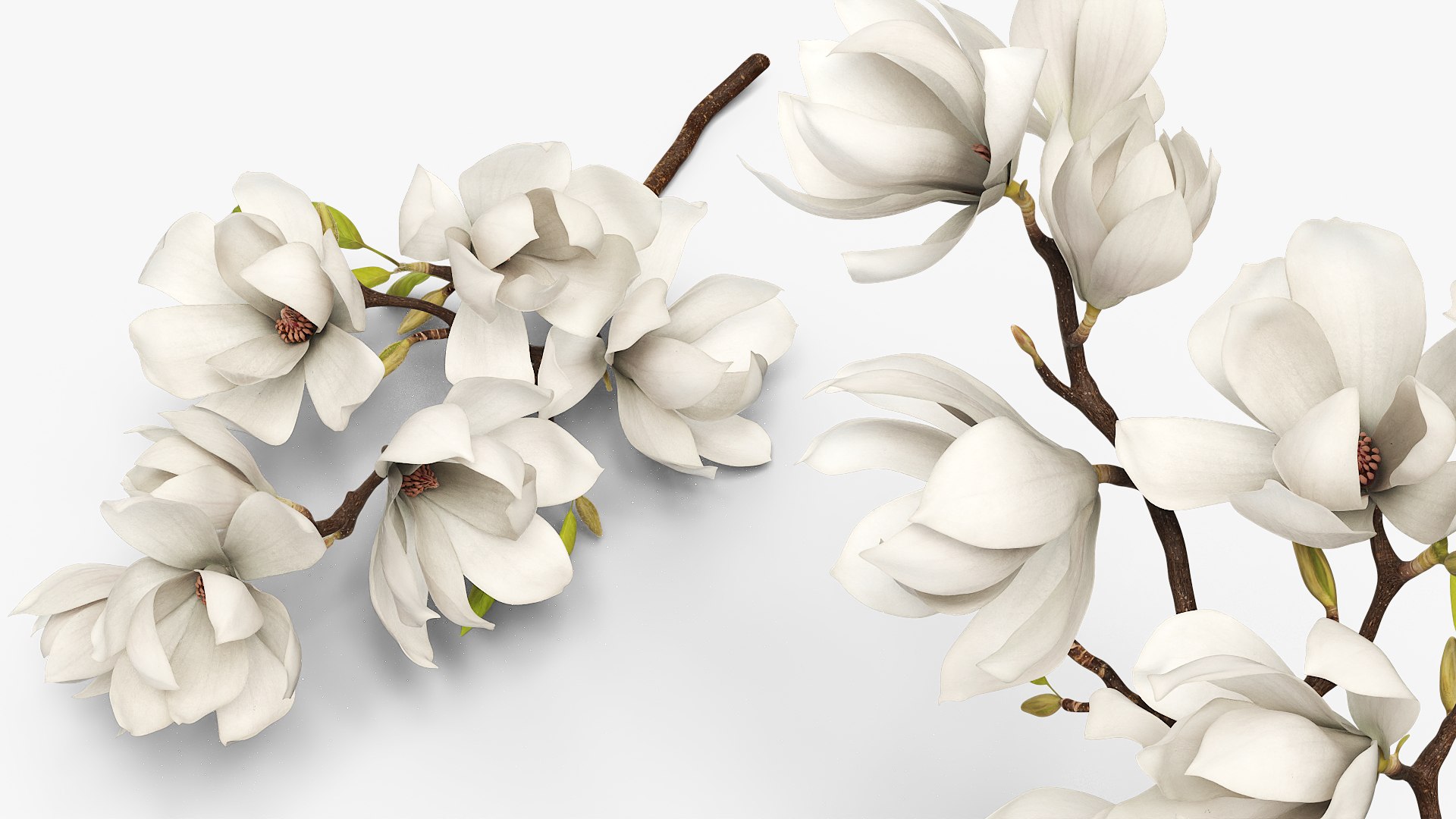 Magnolia Flowering Branch with Buds White Fur 3D model preview