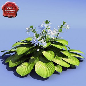 Hosta plantaginea (Aphrodite)