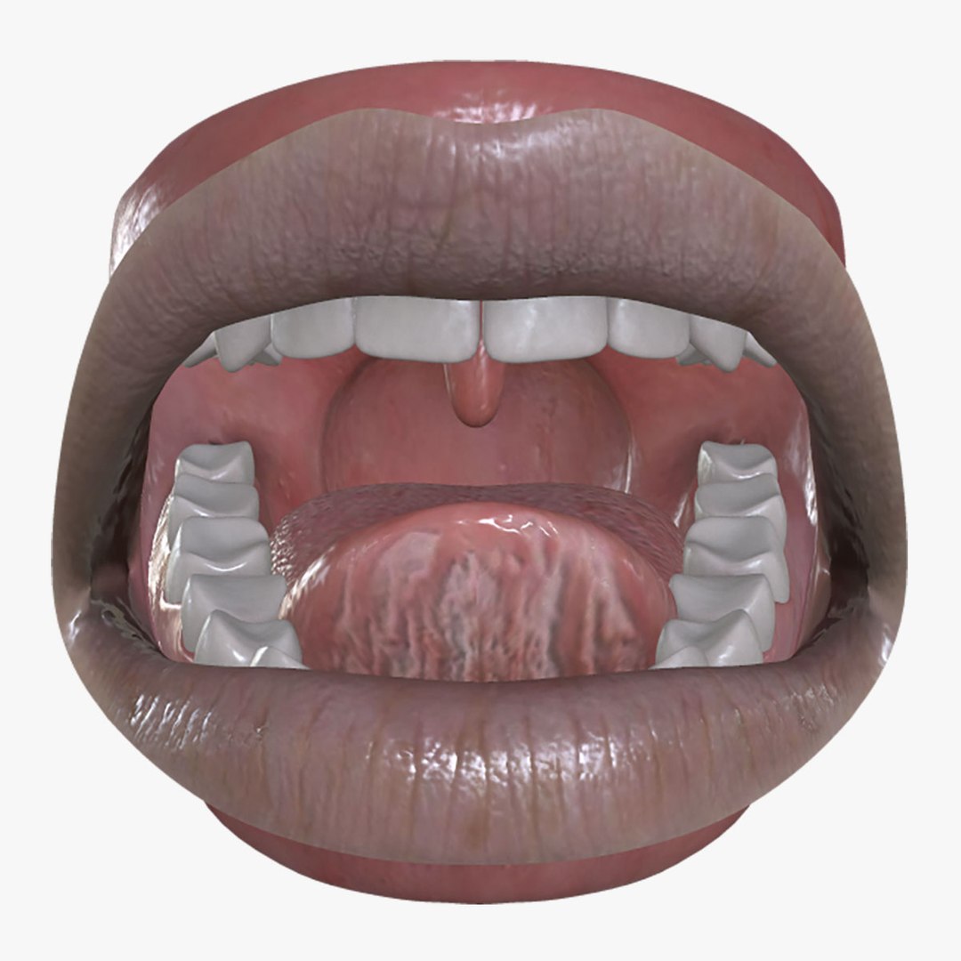 MTH-003 Rigged Mouth 3D Model - TurboSquid 2124248