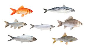 Fish Collection 3D model