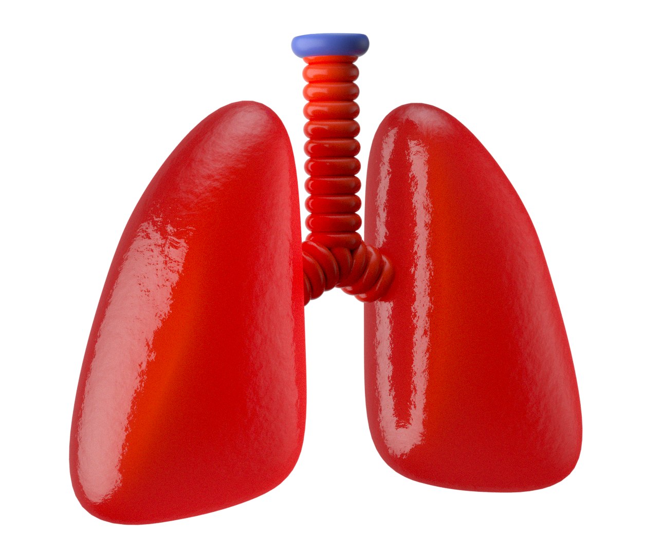 Lungs Anatomy 3d Model Turbosquid 1493671 4364