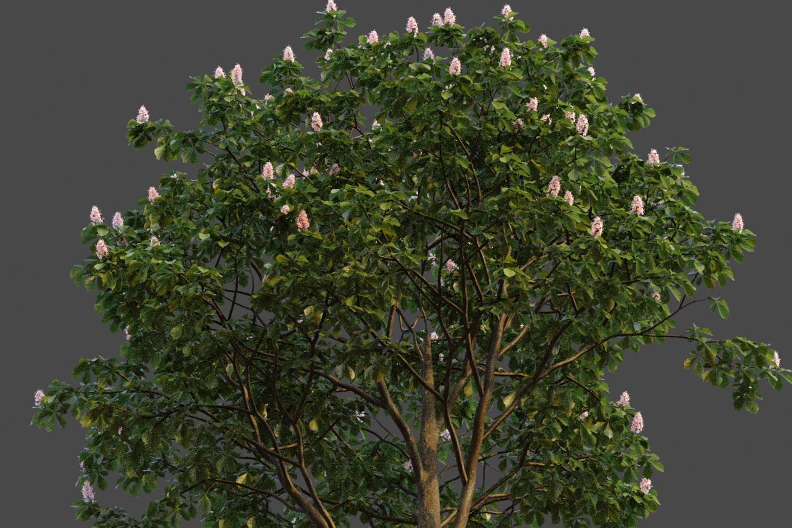 3D XfrogPlants Horse Chestnut - Aesculus Hippocastanum model https://p.turbosquid.com/ts-thumb/MG/cvU5d8/s0/aesculus_hippocastrum_05/jpg/1618425743/1920x1080/fit_q87/a37a79981c21df6f82ffe7af53b3c18e083273fe/aesculus_hippocastrum_05.jpg
