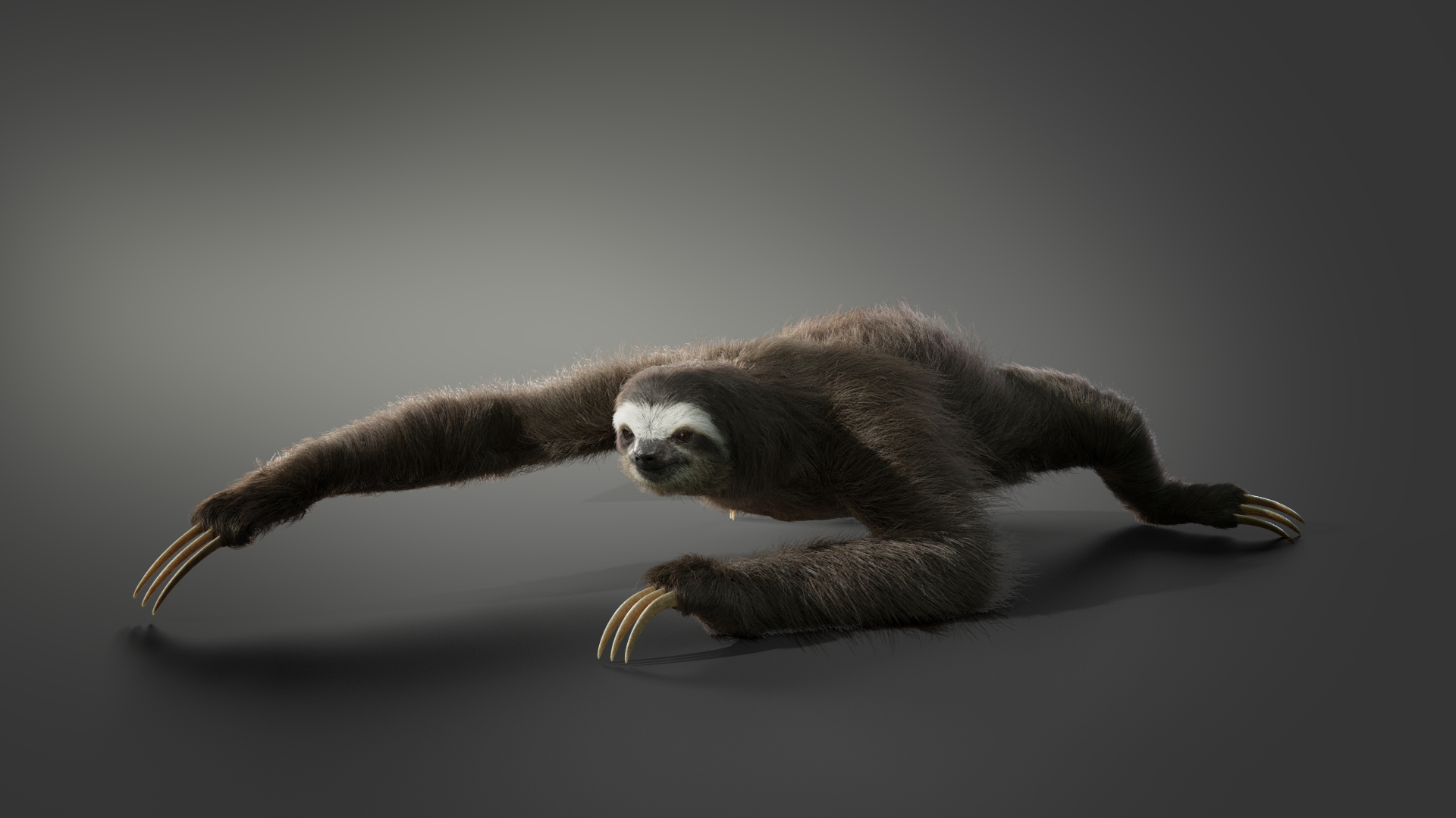 Sloth Rigging Animation Three Toed 3d Model Turbosquid 1646283