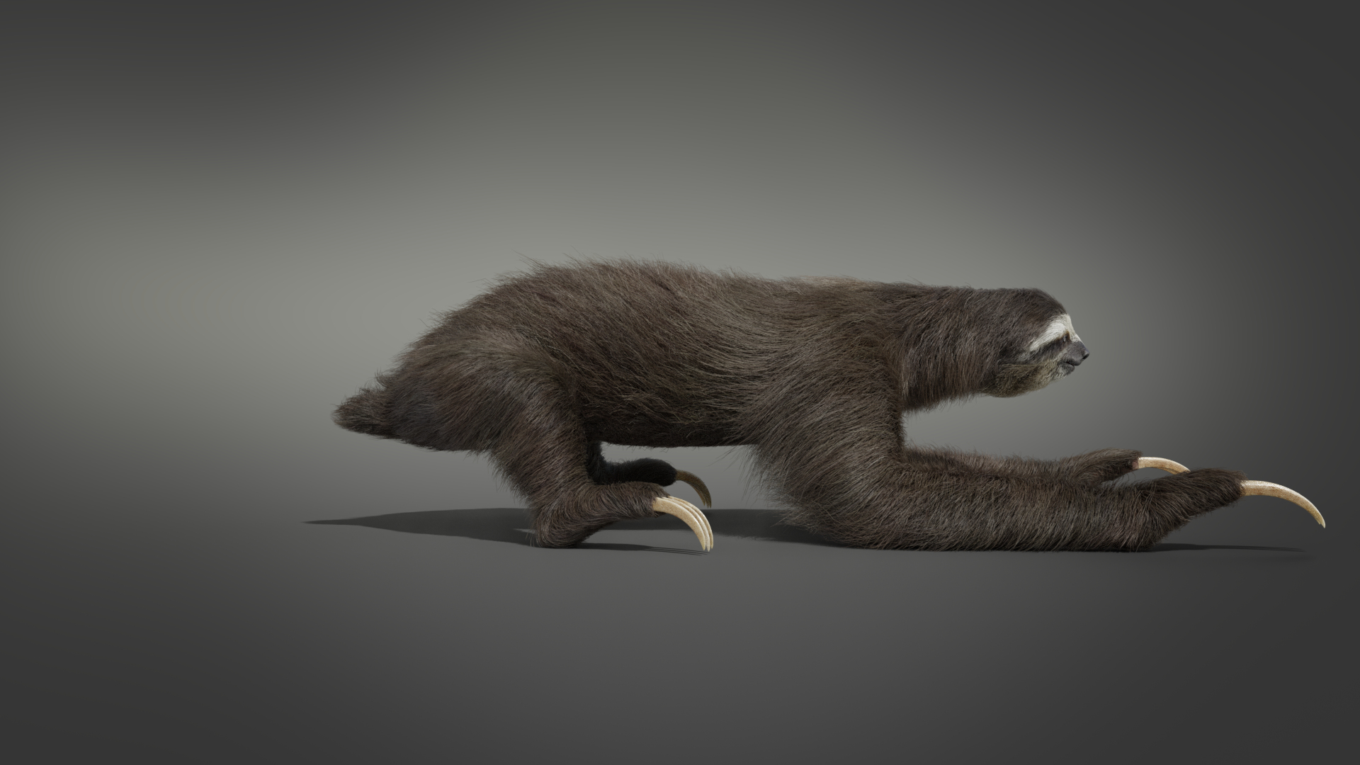 Sloth rigging animation three-toed 3D model - TurboSquid 1646283