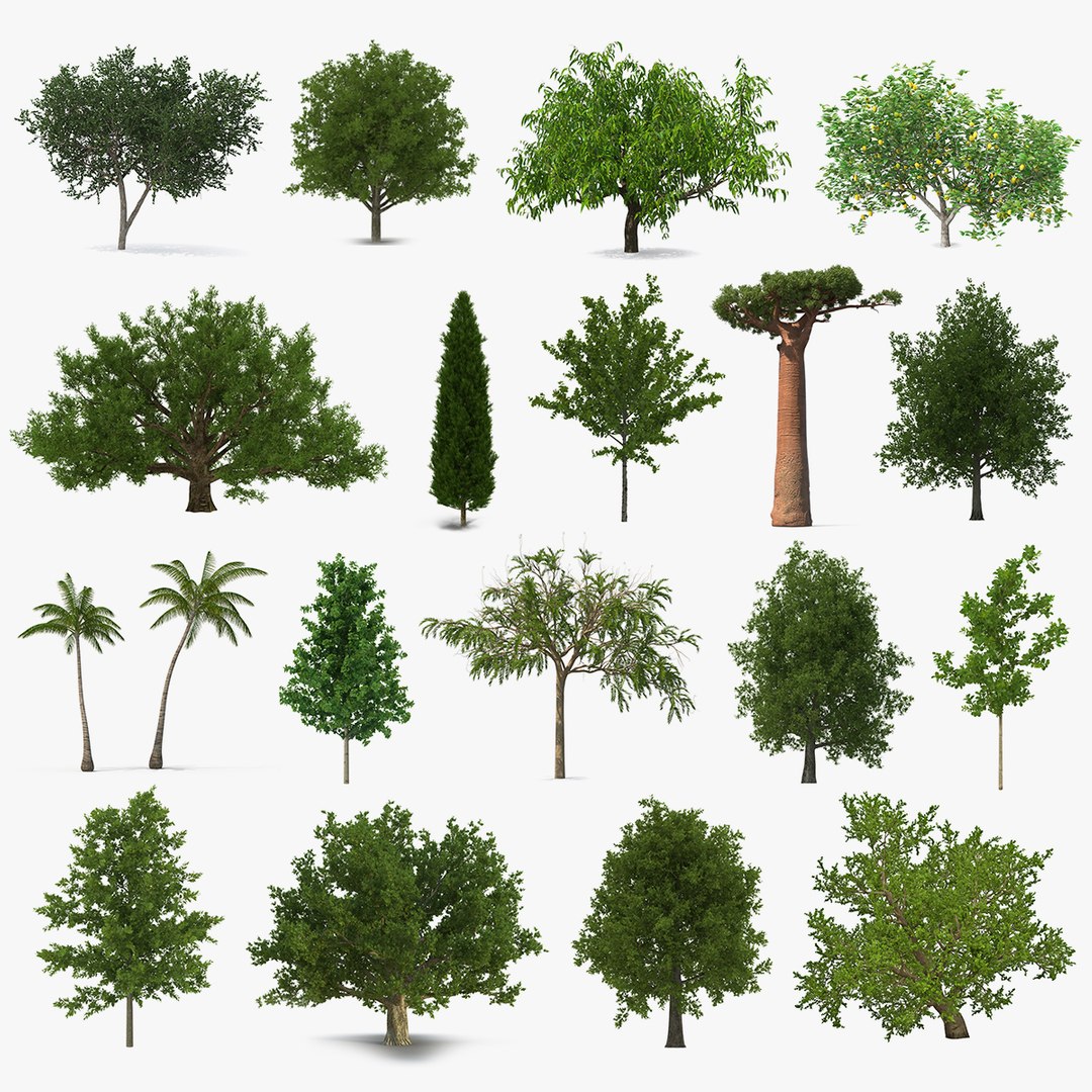 Summer Trees Collection 7 3D model preview