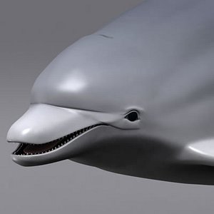 dolphin 3d model