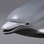dolphin 3d model