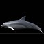 dolphin 3d model