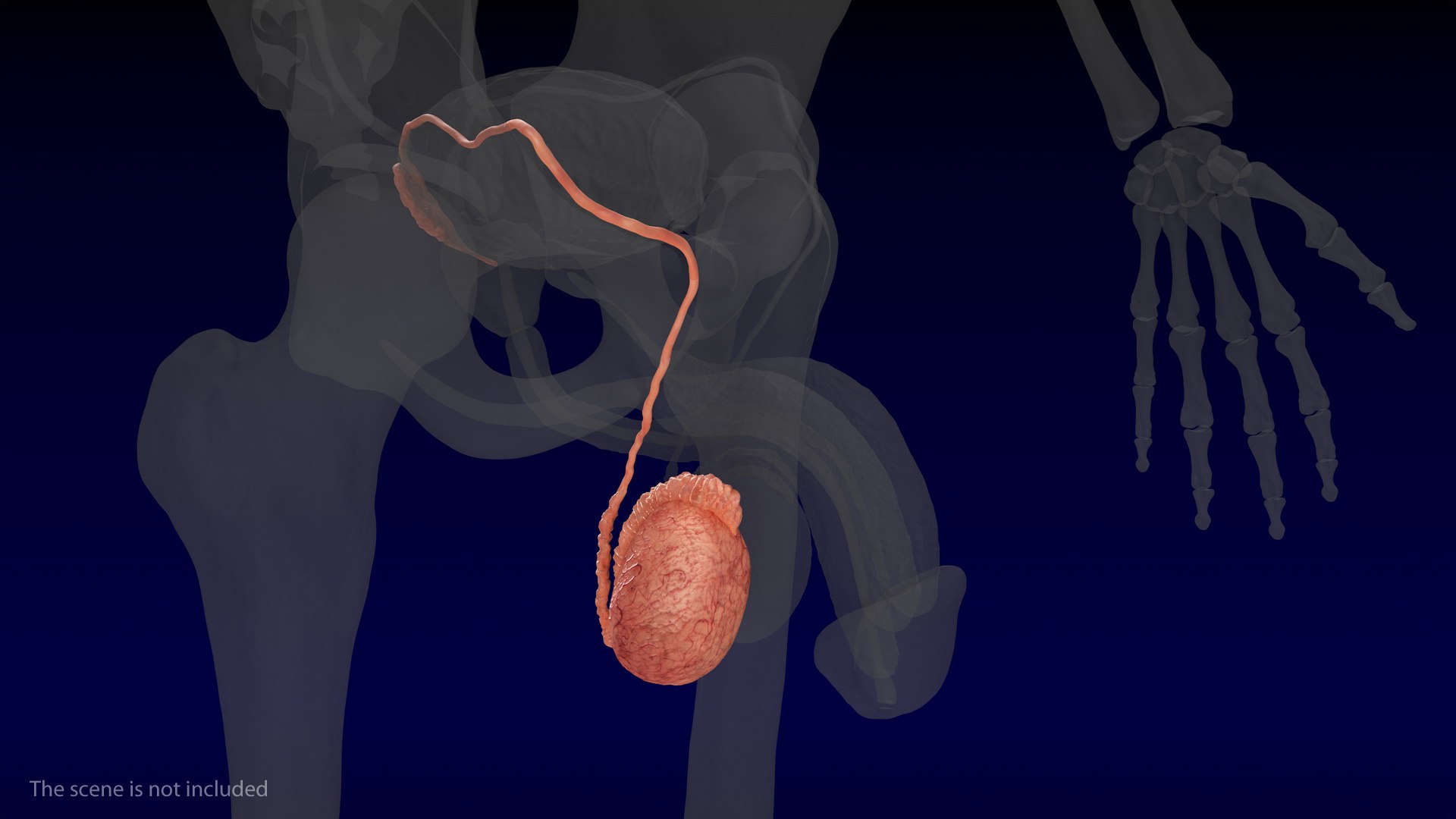Male Testes Anatomy 3D model preview