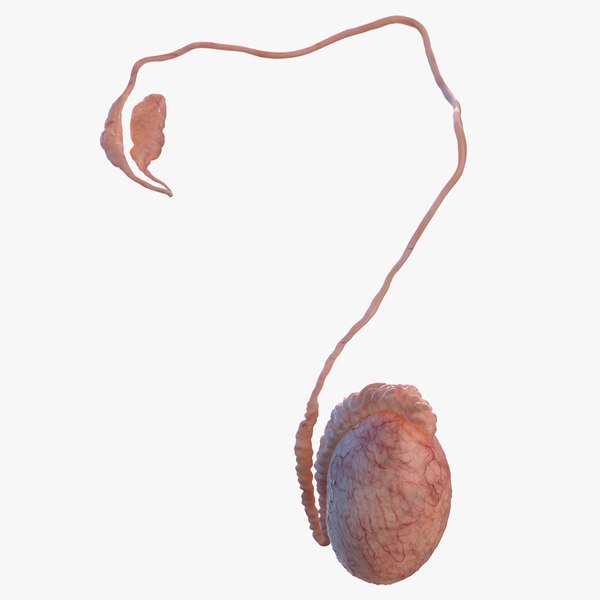 3D male testes anatomy