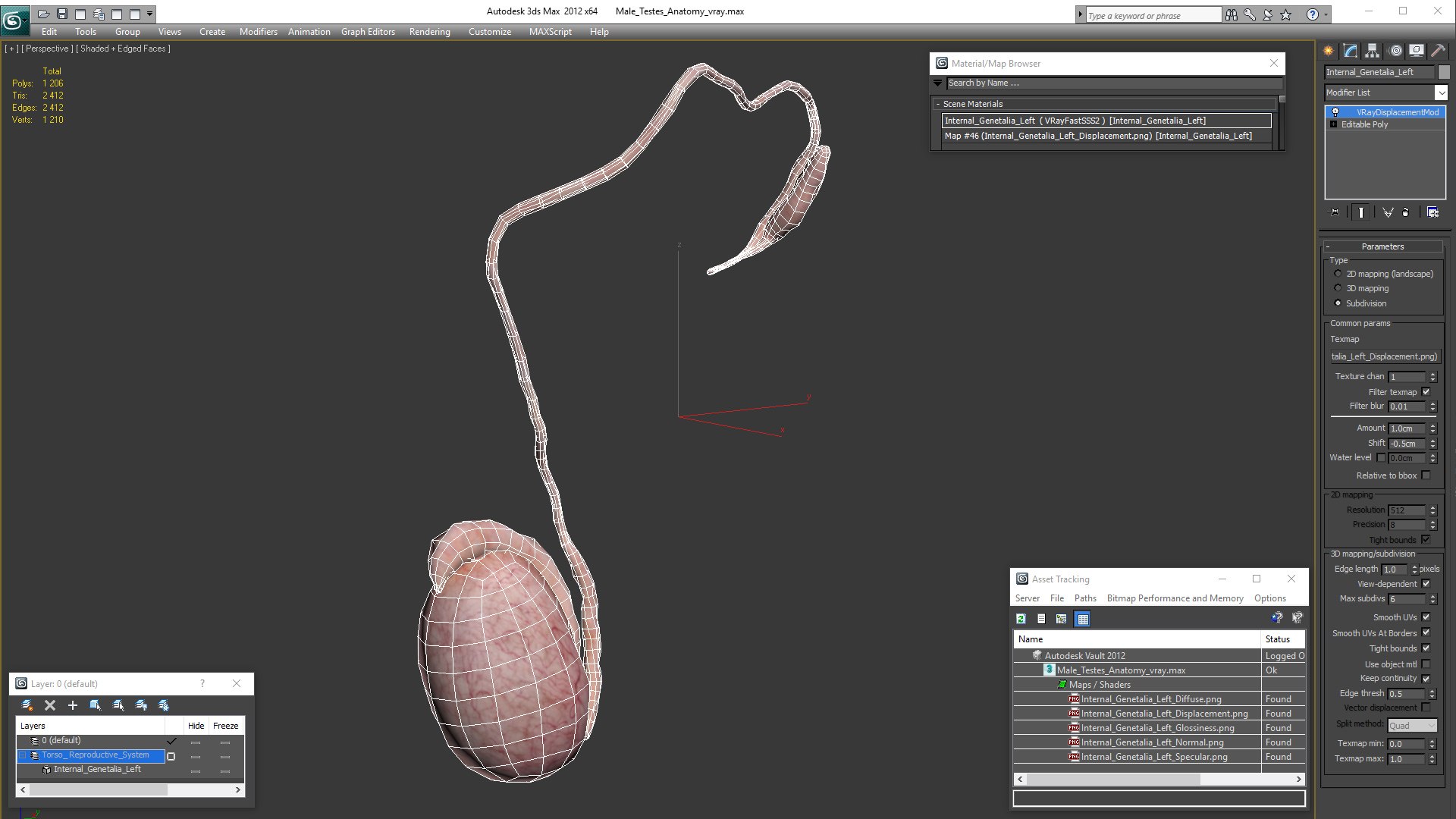 3D Male Testes Anatomy - TurboSquid 1464076