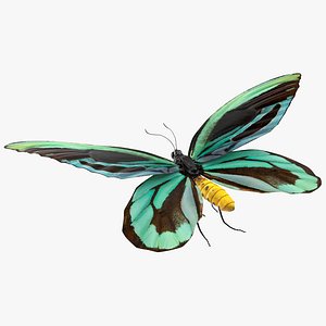 Animated Flight Ornithoptera Alexandrae Butterfly Rigged for Modo 3D model