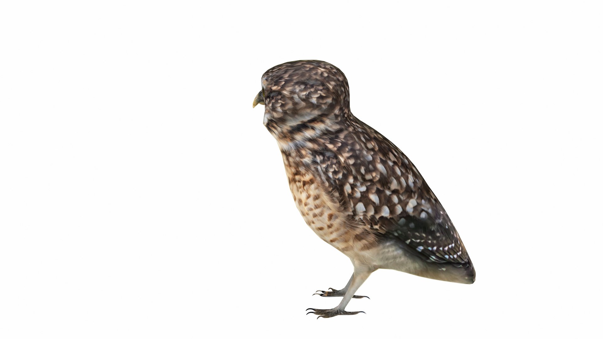 3D Wild Birds 4 In 1 Collection - TurboSquid 2335297