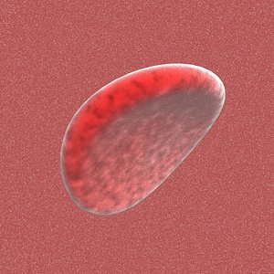 Blood Cell