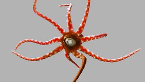 3D Red Alien Squid Rig model